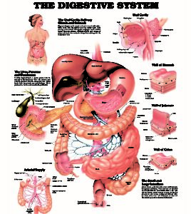 Digestive System