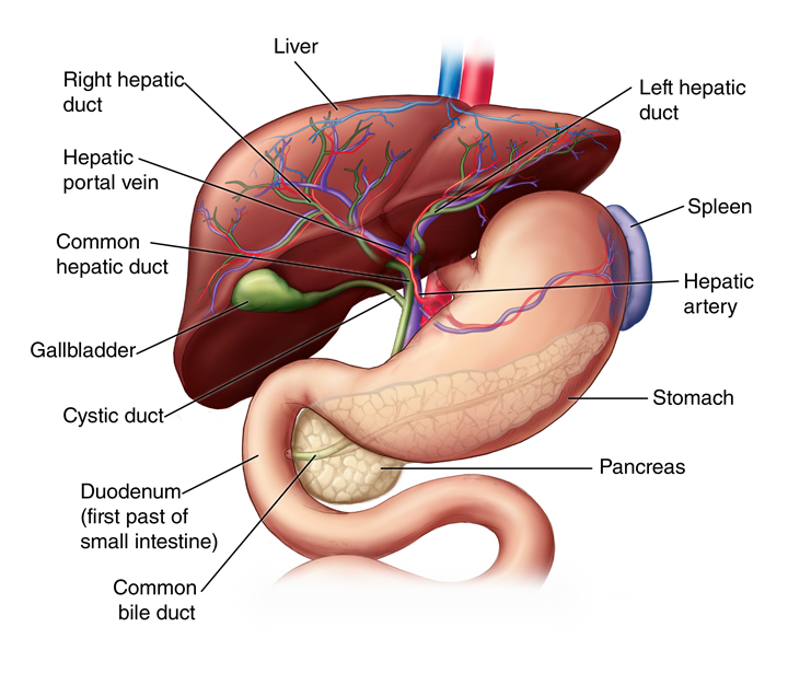 Front view of upturned liver showing arteries, veins, pancreas, stomach, and gallbladder.