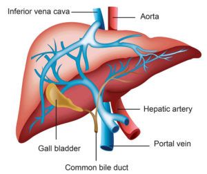 Malfunctioning of Liver