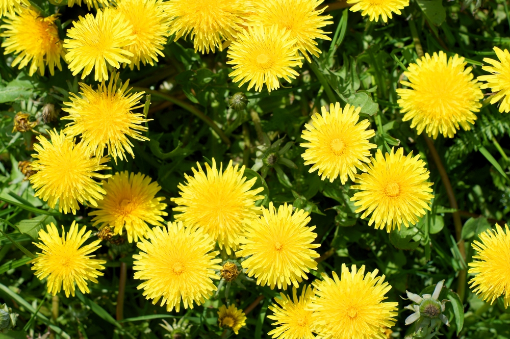 Uses of Dandelion