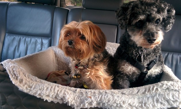 5 Road Tripping Ideas with Your Dog