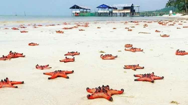 Beauty of Starfish, Starfish, Fish