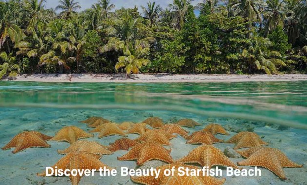 discover-the-beauty-of-starfish-beach-a-guide