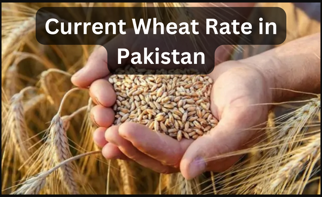 Current Wheat Rate in Pakistan, today wheat price